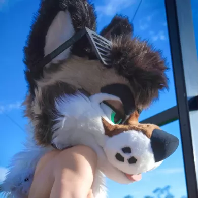palacewolf profile